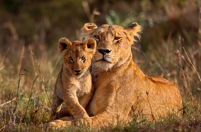 NGORONGORO CRATER