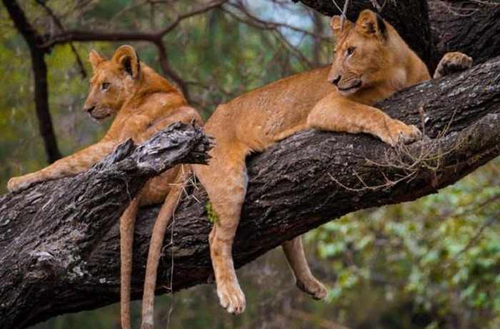 LAKE MANYARA NATIONAL PARK