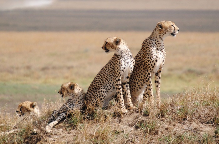 SERENGETI NATIONAL PARK